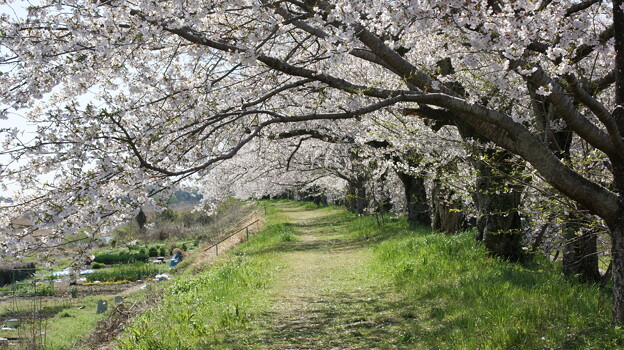 金崎の桜４