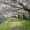 写真: 金崎の桜４