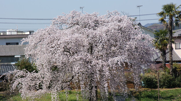 金崎の桜５