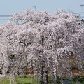 写真: 金崎の桜５
