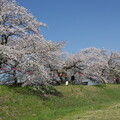 写真: 金崎の桜６