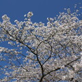 写真: 金崎の桜８