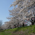 写真: 金崎の桜９