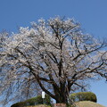写真: 都賀の里（山桜）