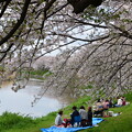写真: 桜の下で