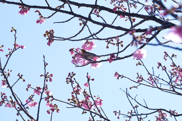 写真: 2021.03.14　和泉川　桜にメジロ