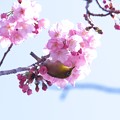 写真: 2021.03.18　和泉川　陽光桜へメジロ