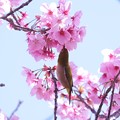 写真: 2021.03.18　和泉川　陽光桜にメジロ