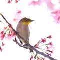 写真: 2021.03.27　和泉川　陽光桜にメジロ