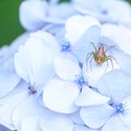 写真: 2021.06.15　和泉川　紫陽花にササグモ
