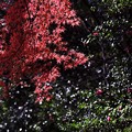 写真: 2021.12.05　瀬谷市民の森　紅葉と山茶花