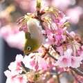 写真: 2022.03.07　大池公園　河津桜にメジロ　春を舞う
