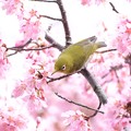 写真: 2022.03.15　和泉川　おかめ桜にメジロ