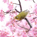 写真: 2022.03.15　和泉川　おかめ桜とメジロ