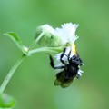 写真: 2022.06.01　追分市民の森　ハルジオンに小さな黒い蜂