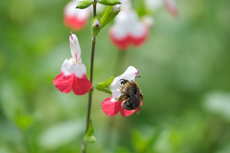 2022.06.10　和泉川　チェリーセージに蜜蜂