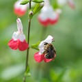 写真: 2022.06.10　和泉川　チェリーセージに蜜蜂