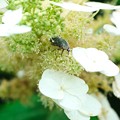 写真: 2022.06.16　和泉川　紫陽花にアオハナムグリ