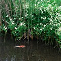 写真: 2022.07.07　和泉川　半夏生と蒲が覆う湧水池にニシキゴイ
