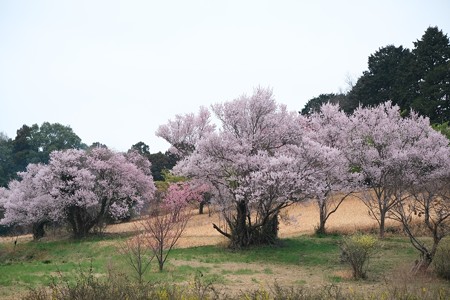 2023.03.17　追分市民の森　曇り空と早咲きの桜