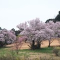 写真: 2023.03.17　追分市民の森　曇り空と早咲きの桜