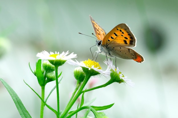 写真: 2023.06.14　追分市民の森　ハルジオンに紅小灰蝶
