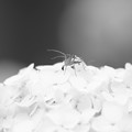 写真: 2023.06.15　和泉川　紫陽花でササグモ
