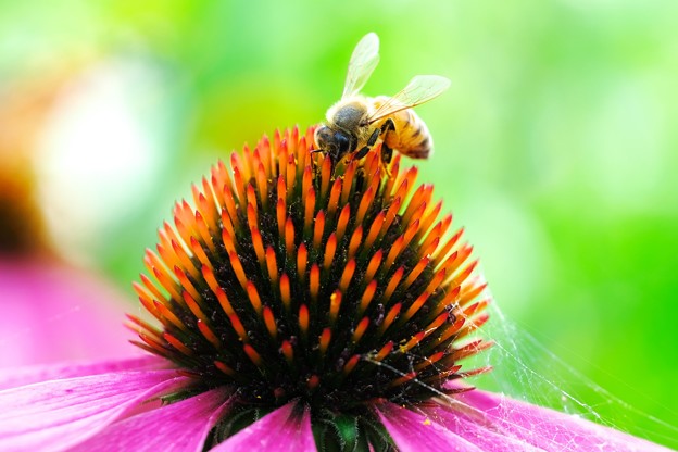 写真: 2023.06.18　和泉川　紫馬簾菊にミツバチ