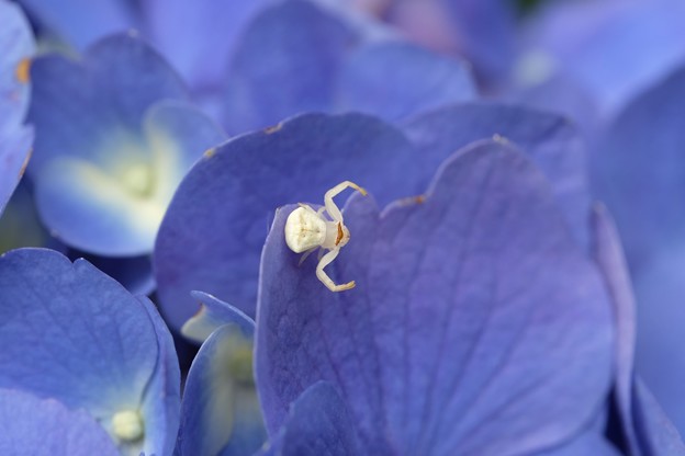 写真: 2023.06.24　追分市民の森　紫陽花にアズチグモ