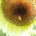 写真: 2023.07.31　追分市民の森　向日葵にミツバチ