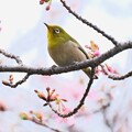 写真: 2024.02.17　和泉川　河津桜でメジロ　花見
