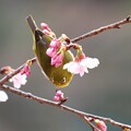 2024.03.02　追分市民の森　早咲きの桜でメジロ　狩