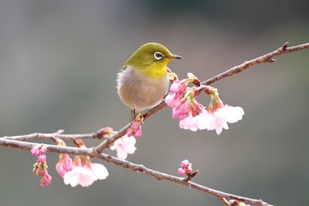 2024.03.02　追分市民の森　早咲きの桜でメジロ　春
