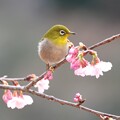 2024.03.02　追分市民の森　早咲きの桜でメジロ　春