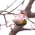 2024.03.02　追分市民の森　早咲きの桜でメジロ
