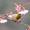 2024.03.02　追分市民の森　早咲きの桜にメジロ　吸蜜