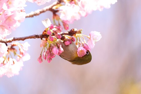 2024.03.04　和泉川　河津桜でメジロ　花束