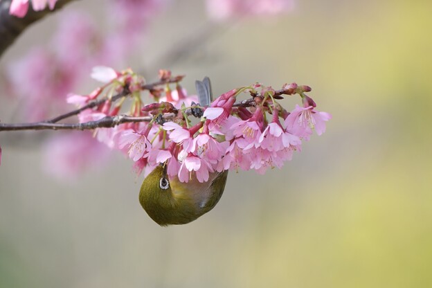 写真: 2024.03.16　和泉川　おかめ桜からメジロ
