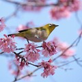 写真: 2024.03.16　和泉川　おかめ桜でメジロ