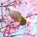 写真: 2024.03.22　和泉川　おかめ桜へメジロ