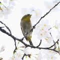 写真: 2024.04.04　和泉川　桜でメジロ