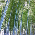 写真: 2024.04.10　皇居　北の丸公園　竹