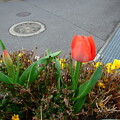 写真: チューリップが咲きだした
