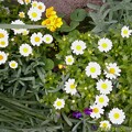 写真: キク科の花、満開