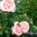 写真: ピンクのバラ