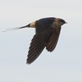 写真: コシアカツバメ  Red-rumped Swallow  Cecropis daurica DSCN4450