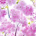 写真: 八重桜〜松月〜