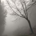 Photos: 行きの峠は霧でした。