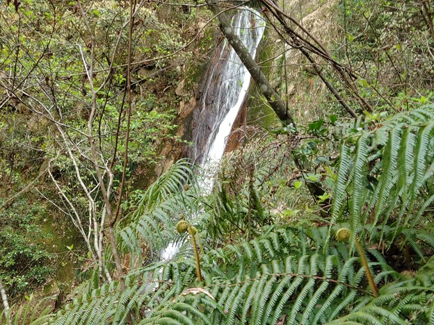 山菜と滝