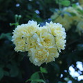 写真: 幸せの黄色いバラ